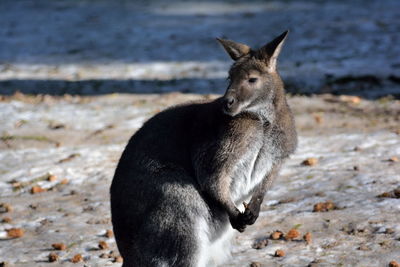 Close-up of kangaroo standing on field