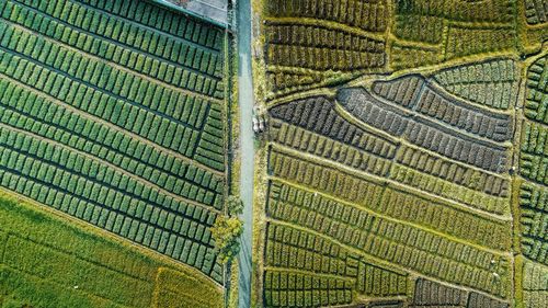 Full frame shot of agricultural field