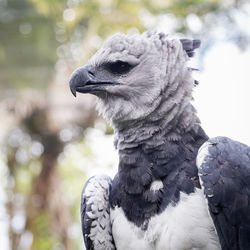 Close-up portrait of vulture perching outdoors