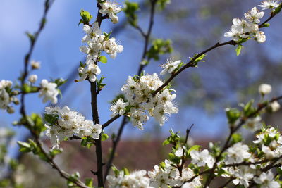 Close-up of white cherry blossoms in spring