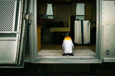 Penguin perching in land vehicle