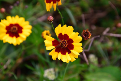 Close-up of yellow flowering plant on field