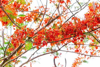 Low angle view of maple tree against sky