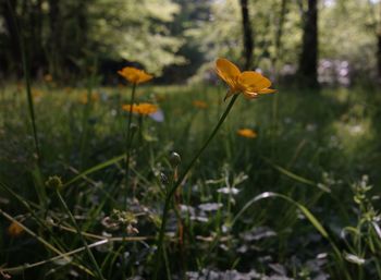 Close-up of yellow flowering plant on land