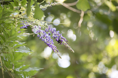 Close-up of purple flowering plant