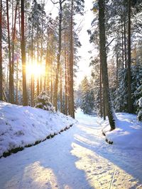 Snow covered land amidst trees against sky in winter