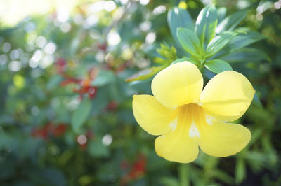 Close-up of yellow flower against blurred background