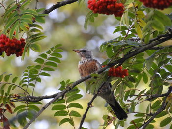 Low angle view of bird perching on branch