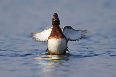 The ferruginous duck, aythya nyroca on the wetland