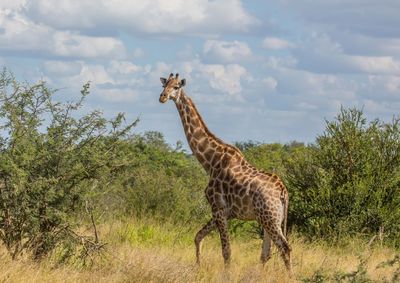 Giraffe standing on field against sky