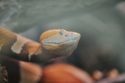 Close-up of a hand holding a lizard