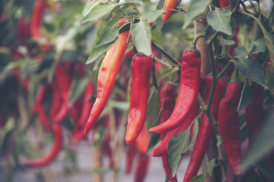 Close-up of red chili peppers on plant