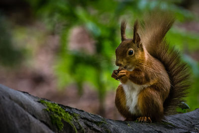 Close-up of squirrel eating outdoors