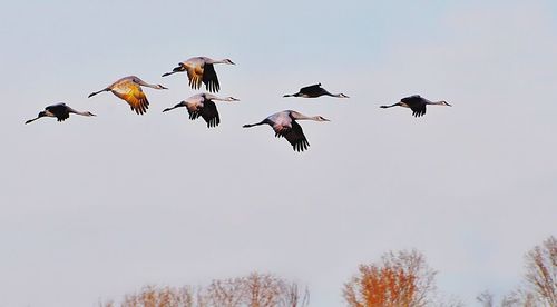 Low angle view of birds flying against clear sky