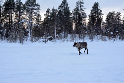 Horse on snow field against sky