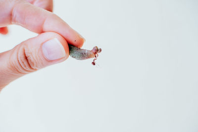 Close-up of hand holding cigarette over white background