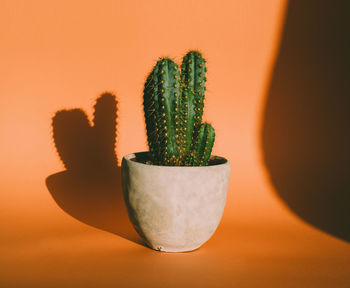 Close-up of potted plant over orange background