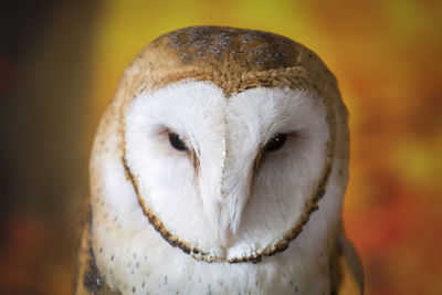 Close-up portrait of a barn owl