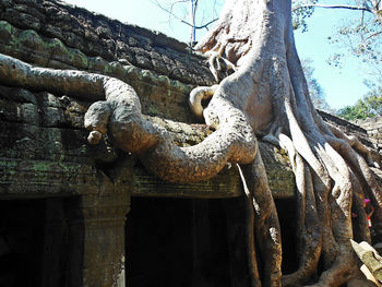 Low angle view of lizard on tree against sky