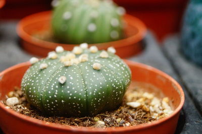 Close-up of succulent plant on table