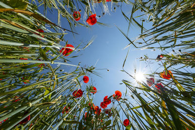 Worms eye view of poppies in a grain field, bavaria, germany