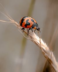 Close-up of ladybug on plant