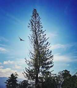 Low angle view of silhouette bird flying against blue sky