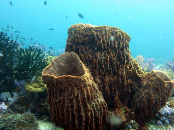 Fish swimming in sea