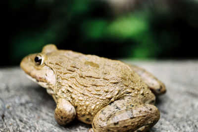 Close-up of frog on rock