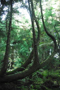 Trees in forest