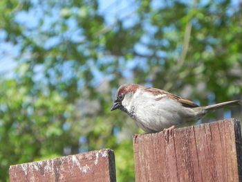 Close-up of bird perching on wood