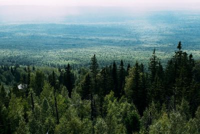 High angle view of pine trees in forest