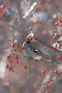 Bird flying over a tree