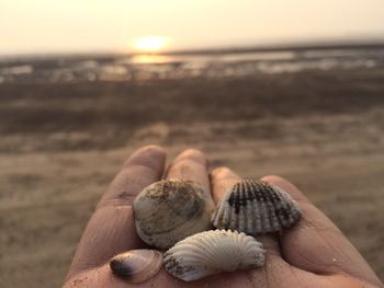 Close-up of hand holding shell on beach