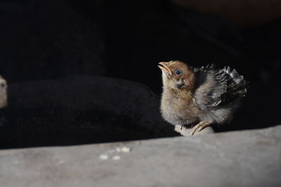 High angle view of baby chicken on stone