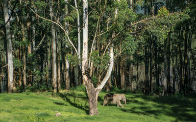 An elephant grazing among trees