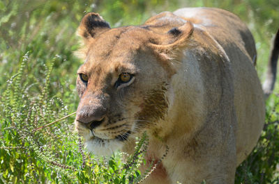 Close-up of a cat