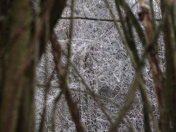 Close-up of tree