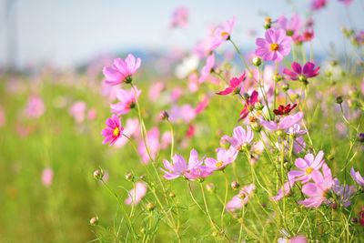 Close-up of pink cosmos flowers on field