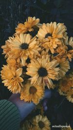 Close-up of flowers