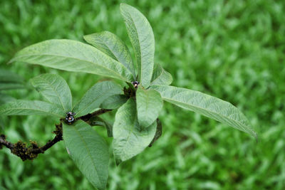 Close-up of insect on leaves