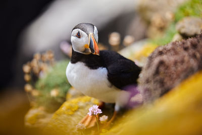 Puffin birds on the saltee islands in ireland, fratercula arctica