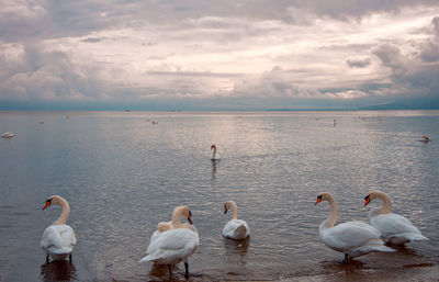 Swans in sea against sky