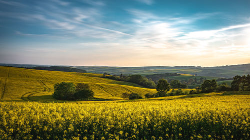 Scenic view of oilseed rape field against sky