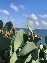 Close-up of cactus growing by sea against sky