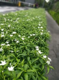 Close-up of white flowers blooming in field
