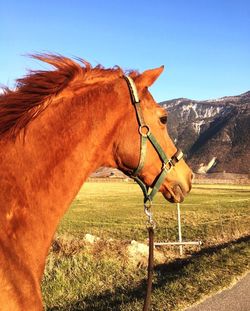 Horse in field against sky