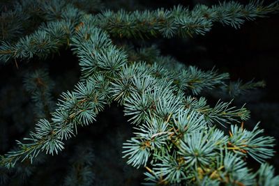 Close-up of pine tree branch in forest