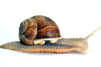 Close-up of snail on white background