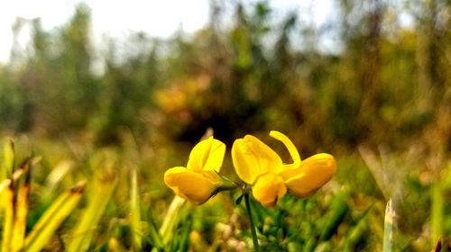 Yellow flowers blooming on field